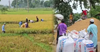 নেত্রকোণায় বোরোর বাম্পার ফলন, চিকন ধানের বাজারে মন্দা